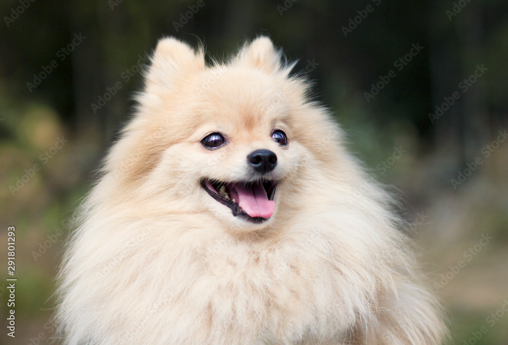 Close up portrait of a happy cheerful Spitz dog outdoor in a park. Cute fluffy german puppy is smiling with his tongue out. Little miniature beautiful Pomeranian on walk. Healthy playful animal, pet. Close up portrait of a happy cheerful Spitz dog outdoor in a park. Cute fluffy german puppy is smiling with his tongue out. Little miniature beautiful Pomeranian on walk. Healthy playful animal, pet.