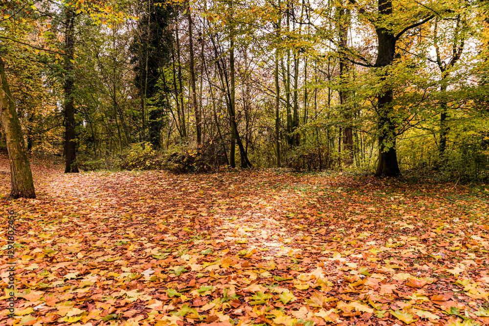 autumn scene with red yellow brown and orange colors the change of seasons autumn scene with red yellow brown and orange colors the change of seasons