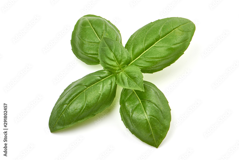 Sweet basil herb leaves, isolated on white background Sweet basil herb leaves, isolated on white background