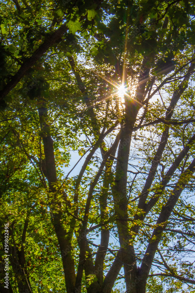 Obraz premium Starburst San Flare Through Tress