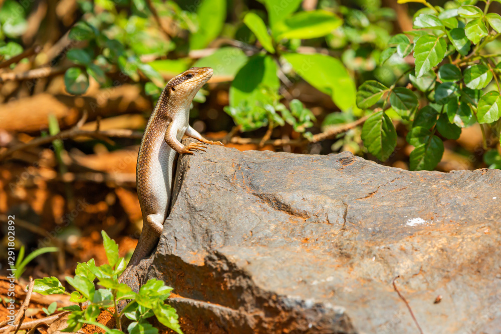 African Skink profile African Skink profile