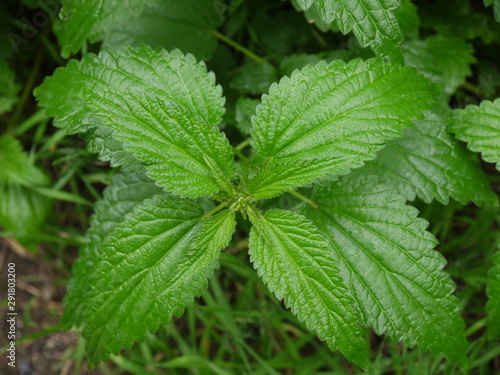 Wallpaper Mural Frische Brennnesseln Torontodigital.ca
