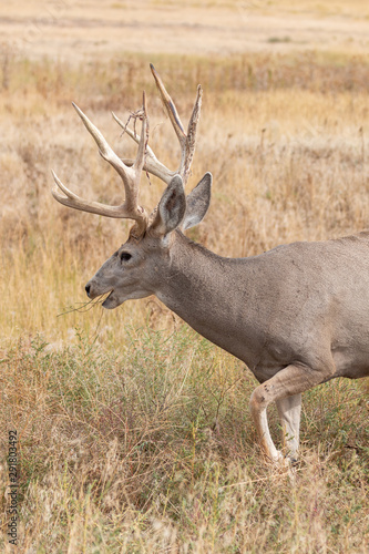 Nice Mule deer Buck in Colorado in Fall