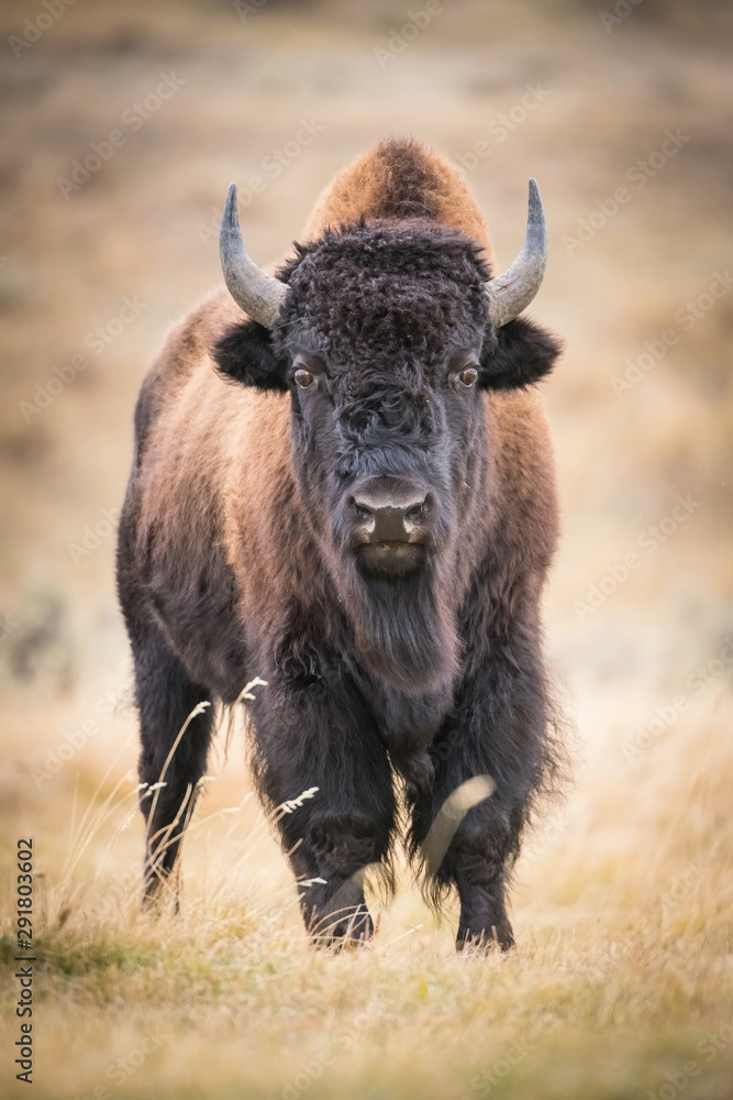Bison bison, American bison is standing in dry grass, in typical autumn environment of Yellowstone,USA