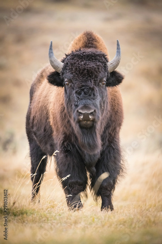 Bison bison, American bison is standing in dry grass, in typical autumn environment of Yellowstone,USA