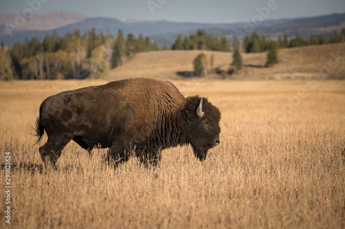 Bison bison, American bison is standing in dry grass, in typical autumn environment of Yellowstone,USA