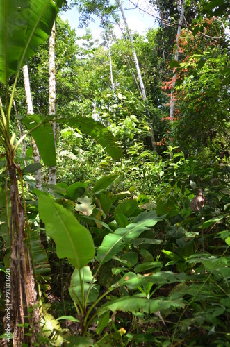 jungle trees and plants amazon river
