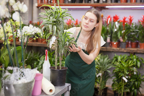 Experienced female florist inspecting potted plants in his floral shop