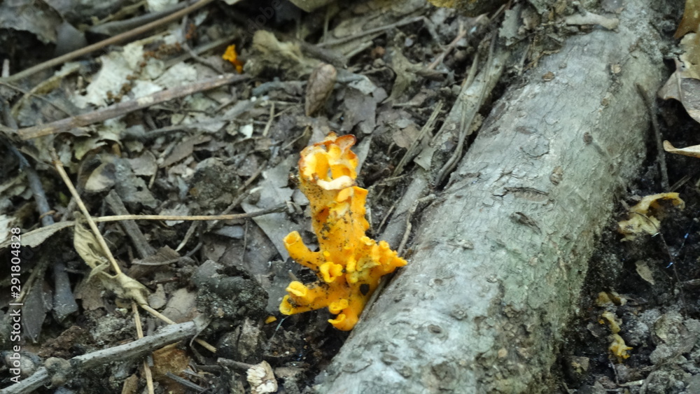 Obraz premium Fungi On A Tree Root