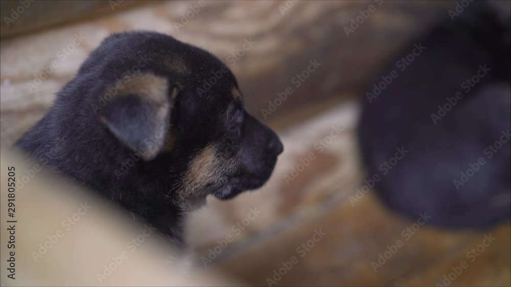 Sad plump German shepherd puppy. German shepherd puppy. German Shepherd dog, isolated over white Sad plump German shepherd puppy. German shepherd puppy. German Shepherd dog, isolated over white