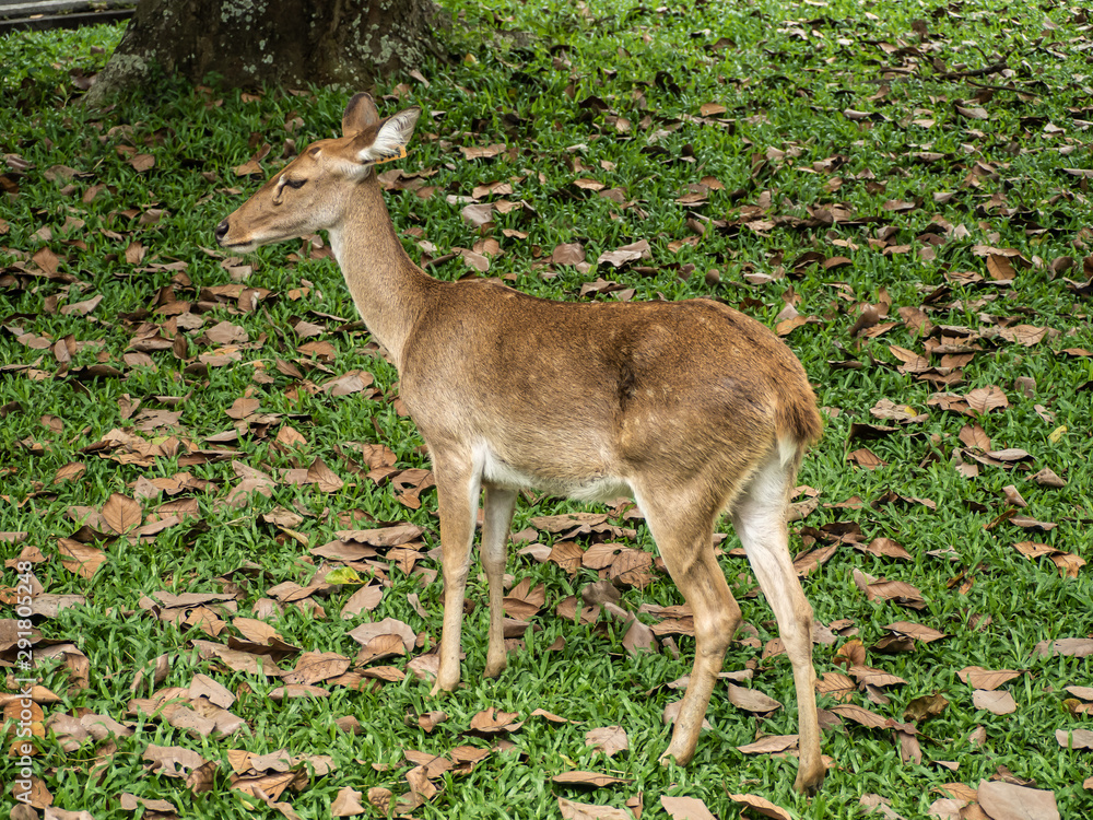 Fototapeta premium Close-up Eld's deer or Brow-antlered deer (Rucervus eldii thamin) standing on the lawn