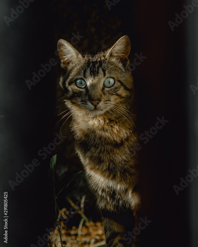 Fototapeta Kot
