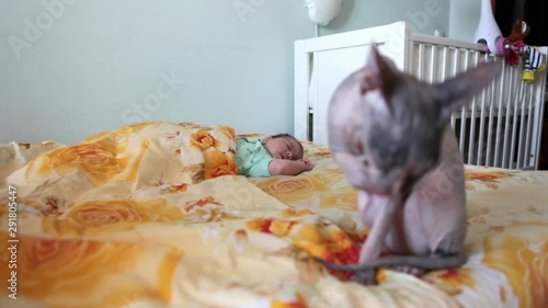 Newborn baby sleeps in large bed and when sphynx kitten washing up on foreground photo