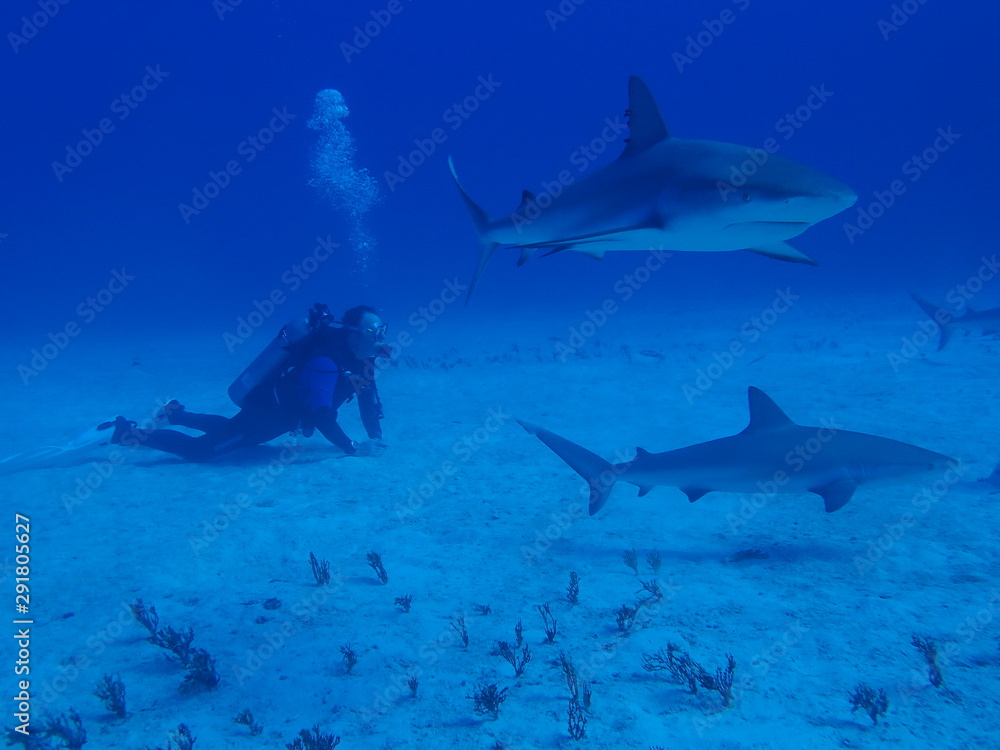 Fototapeta premium OLYMPUS DIGITAL CAMERA