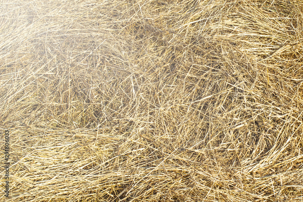 texture natural hay in the autumn harvest on the farm texture natural hay in the autumn harvest on the farm