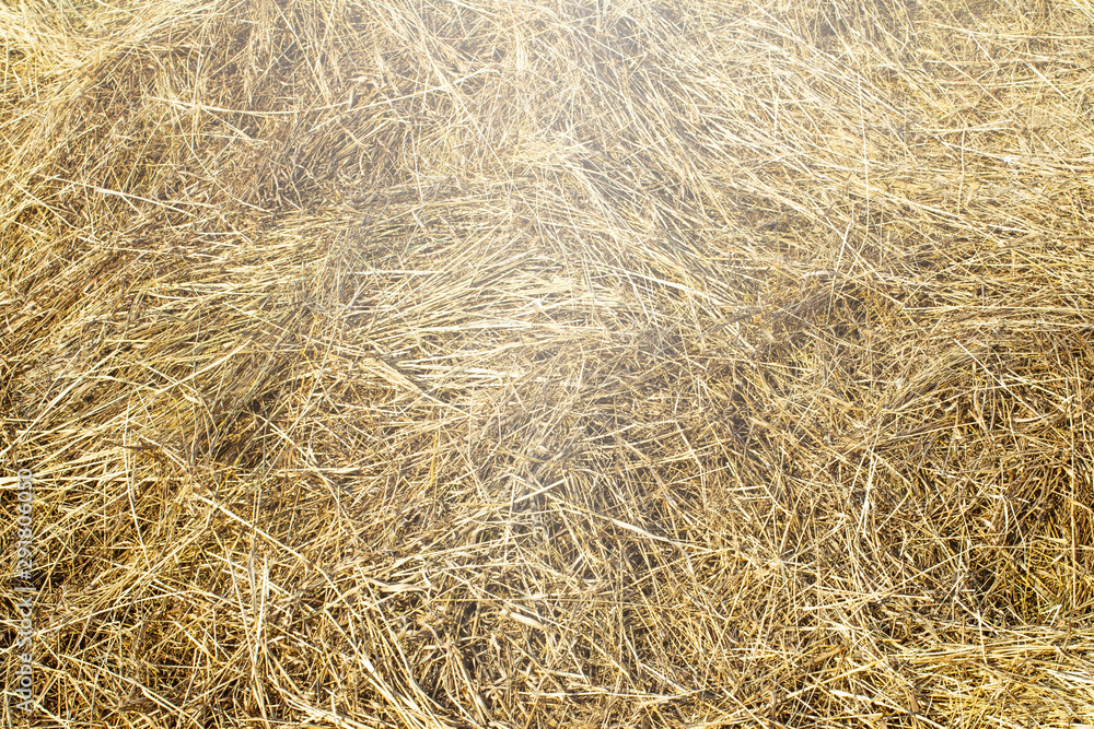 texture natural hay in the autumn harvest on the farm texture natural hay in the autumn harvest on the farm