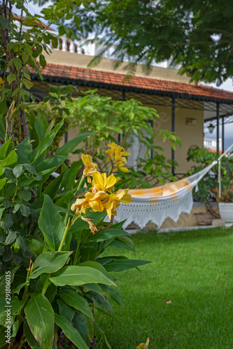 Yellow Canna Indica flower in a well finished garden. An hammock at background.