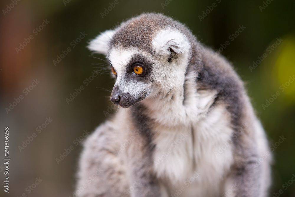  Ring-tailed lemur (lemur catta).Closeup with nature blur background.