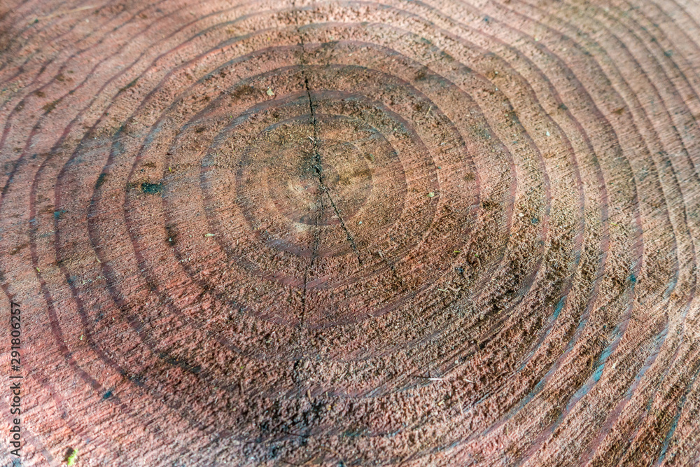 Fototapeta premium Holzstruktur und Textur 