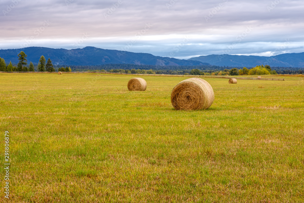 Hay bales in farmer's field on an early autumn morning