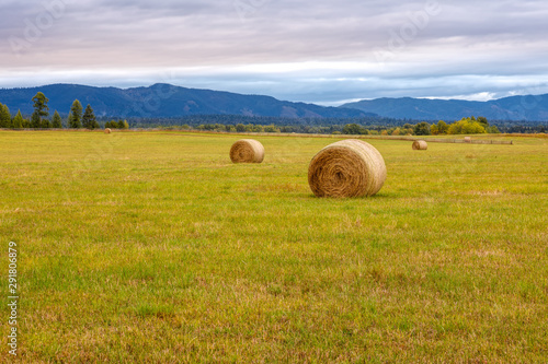 Hay bales in farmer s field on an early autumn morning