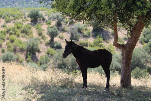 Cavallo all ombra dell albero in campagna - caldo