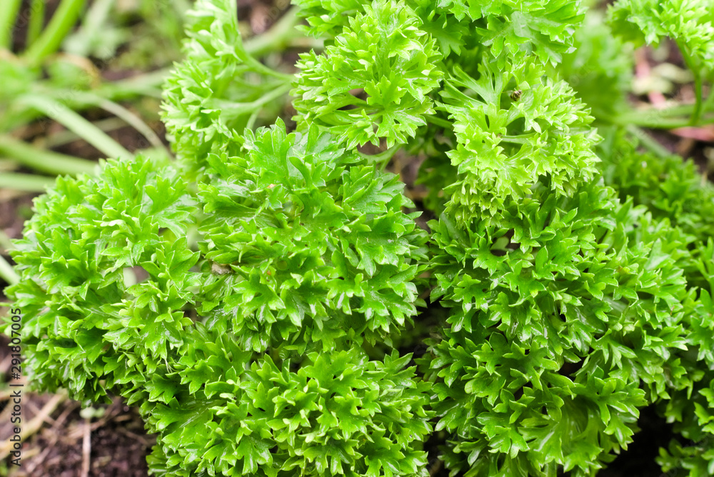 Lush curly parsley in the garden. Farmer season