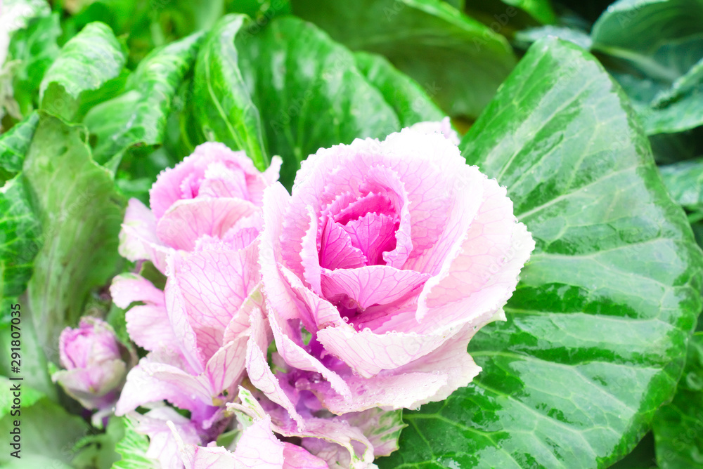 Beautiful pink-green decorative cabbage in the garden. Natural floral background Beautiful pink-green decorative cabbage in the garden. Natural floral background