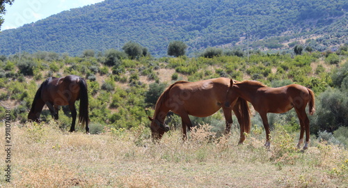 Cavalli allo stato brado in campagna