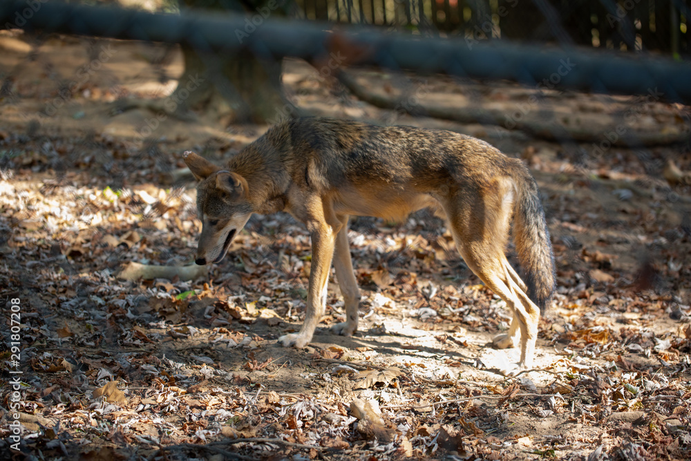 Coyote in Nature Center Coyote in Nature Center