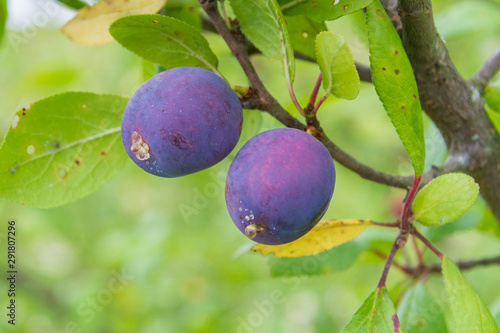 Ripe plum ripens on a tree branch in summer