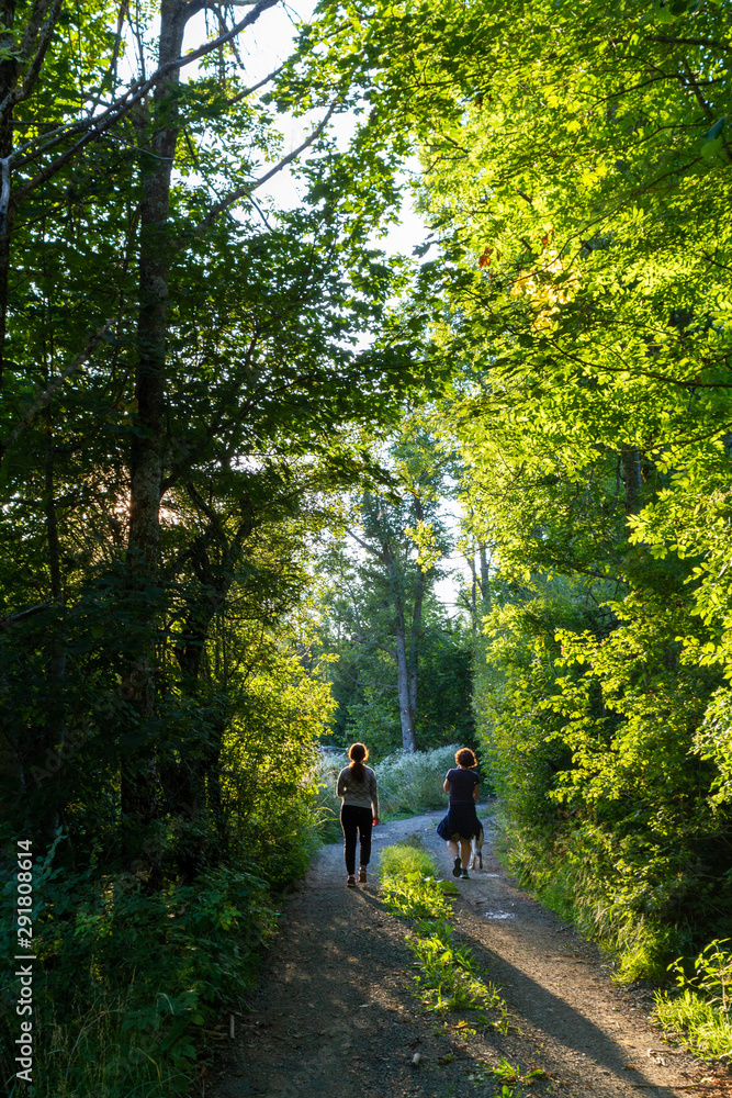 walking in woods walking in woods