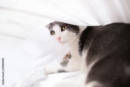 Cat playing and hiding under a blanket. White background