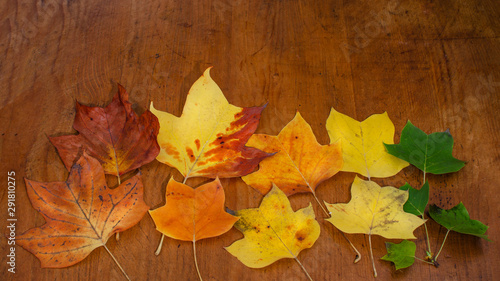 Panorama von viele bunte herbstliche Blätter – Hintergrund braunes altes Holz