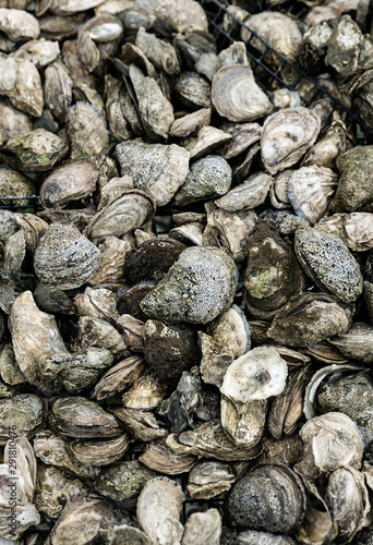Fresh oyster harvest, Wellfleet, Cape Cod, Massachusetts, USA.