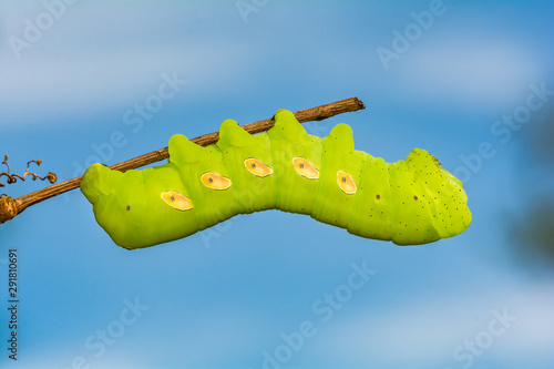 Pandora Sphinx Caterpillar (Eumorpha pandorus) photo