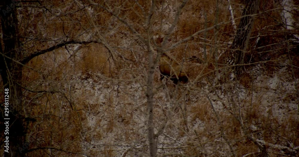 Aerial helicopter shot, track bull moose and female moose running through clearing in snowy barren forest with pines, drone footage Aerial helicopter shot, track bull moose and female moose running through clearing in snowy barren forest with pines, drone footage