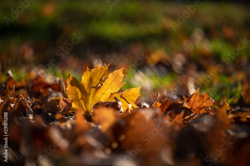 Nice yellow orange red leaves nature background abstract macro close up autumn
