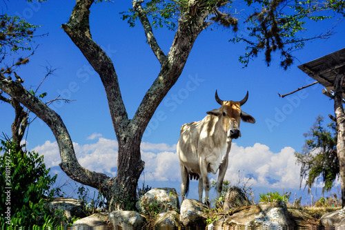 A White Dairy Cow with Tree in Guane, Colombia photo