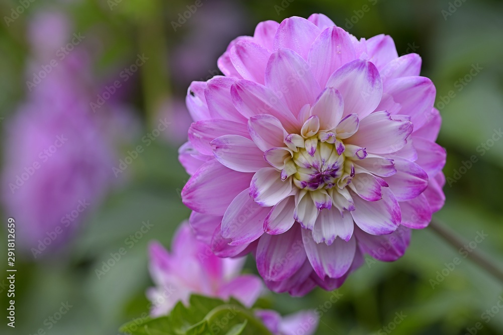 closeup purple pink dahlia in garden closeup purple pink dahlia in garden