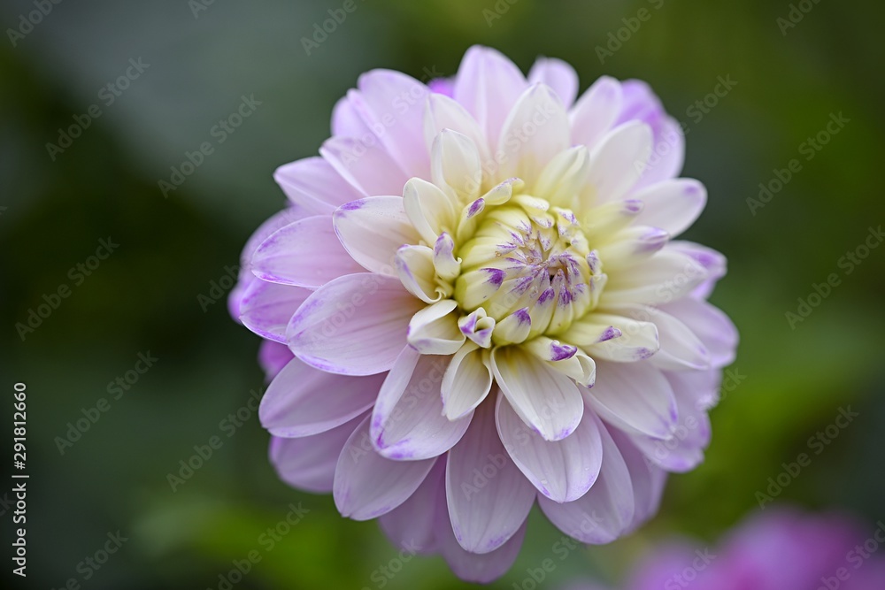 closeup purple pink dahlia in garden closeup purple pink dahlia in garden