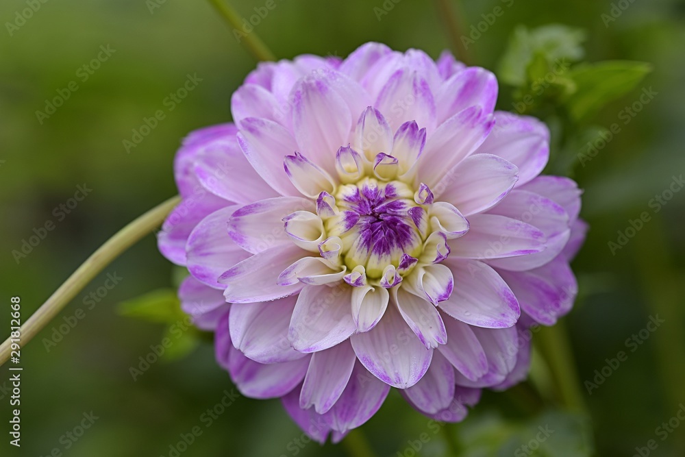 Obraz premium closeup purple pink dahlia in garden