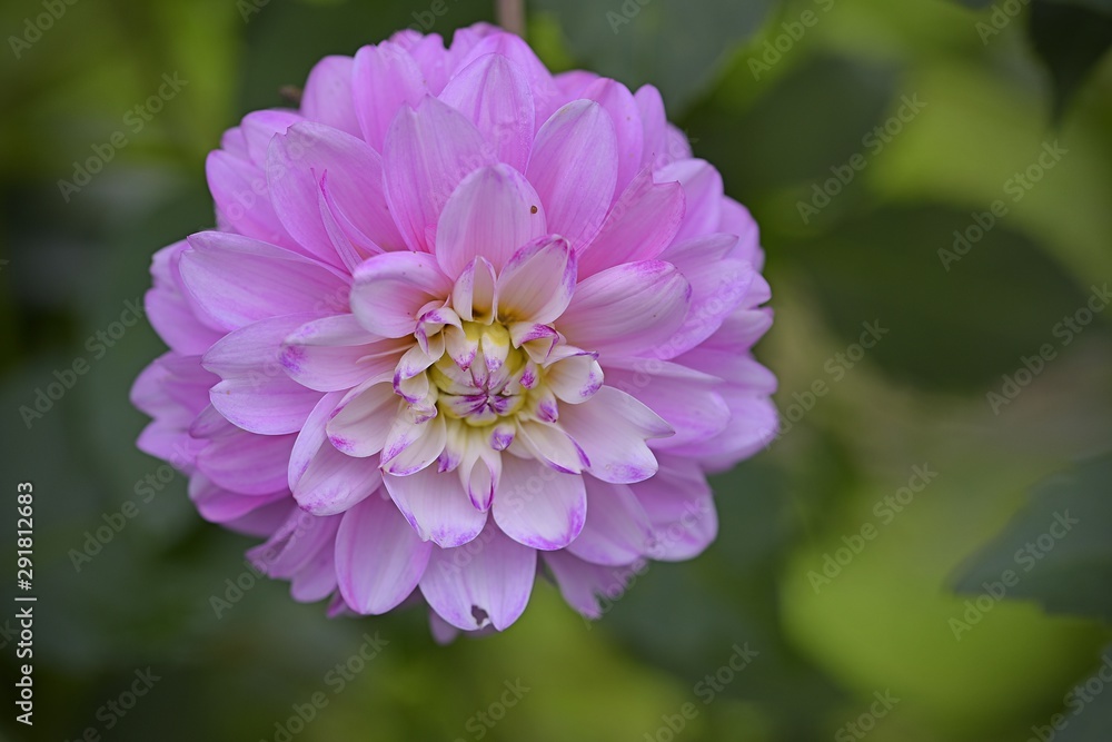 closeup purple pink dahlia in garden