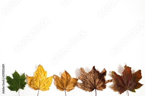 Autumn composition with colorful leaves on white background