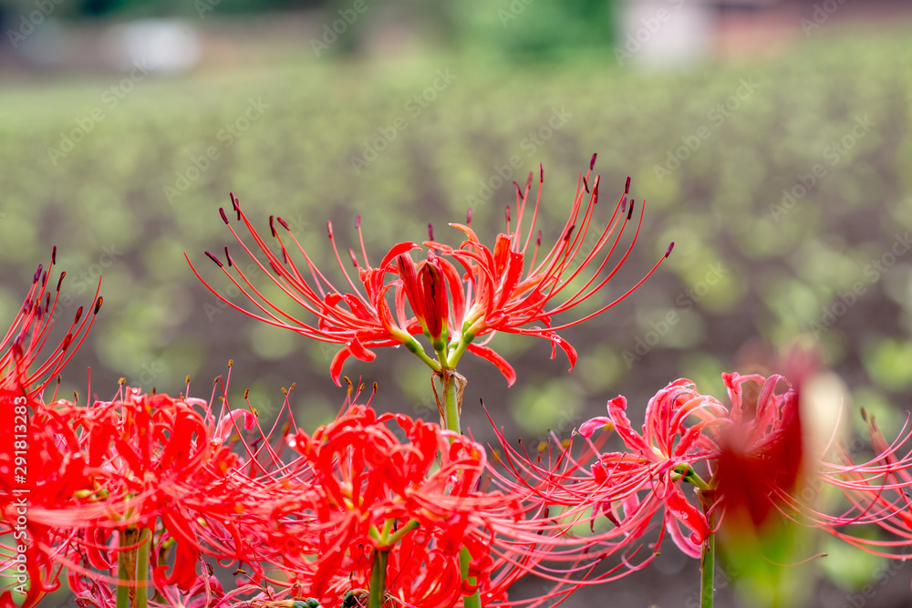 七ツ森古墳の彼岸花