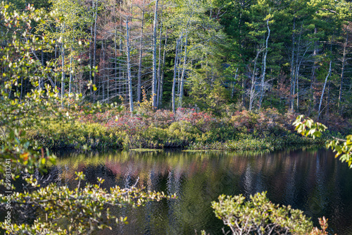 First hints of fall color in leaves around small pond