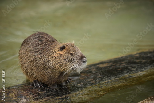 Nutria sitting close to the water on a branch