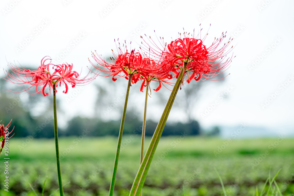 七ツ森古墳の彼岸花