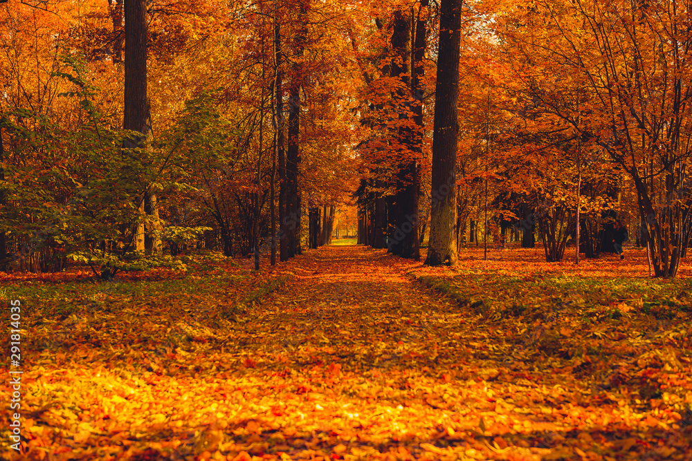 Beautiful autumn lane in the sunny forest. Golden trees in autumn park of forest