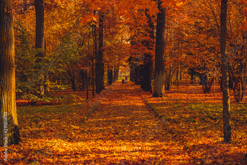 Fototapeta Naklejka Na Ścianę i Meble -  Beautiful autumn lane in the sunny forest. Golden trees in autumn park of forest